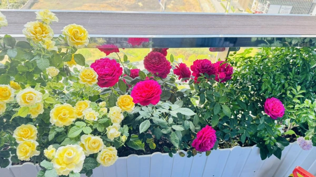 Cho thuê căn góc 2pn dự án Lumiere Riverside đầy đủ nội thất